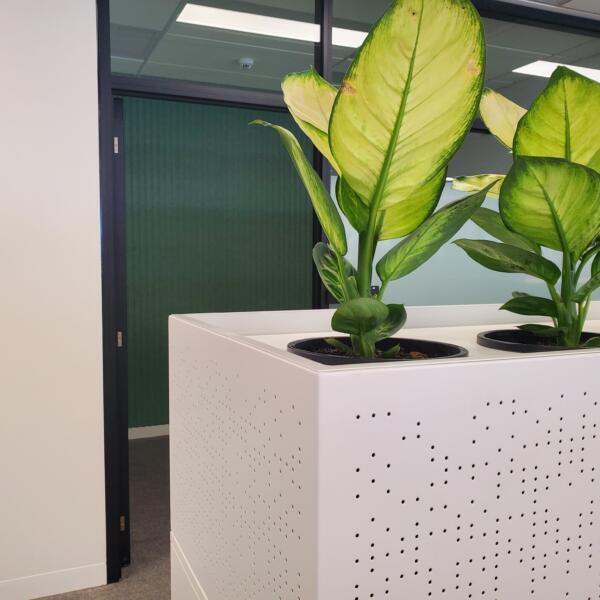Plants in an office